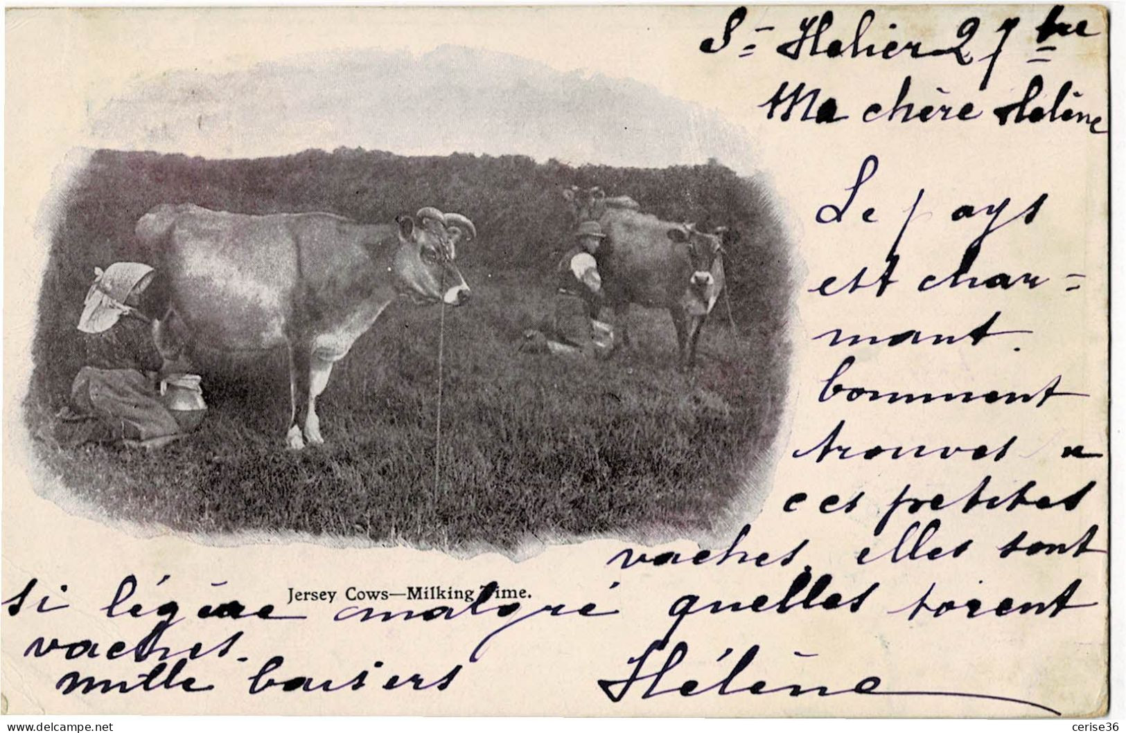 Jersey Cows Milking Time Circulée En 1900 - Other & Unclassified