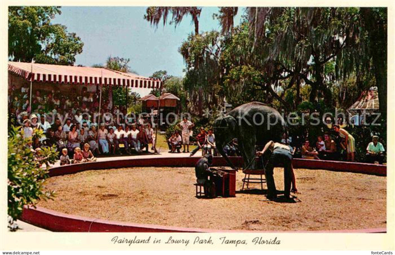 72818492 Tampa_Florida Elephant And Chimp Lowry Park Fairyland - Other & Unclassified