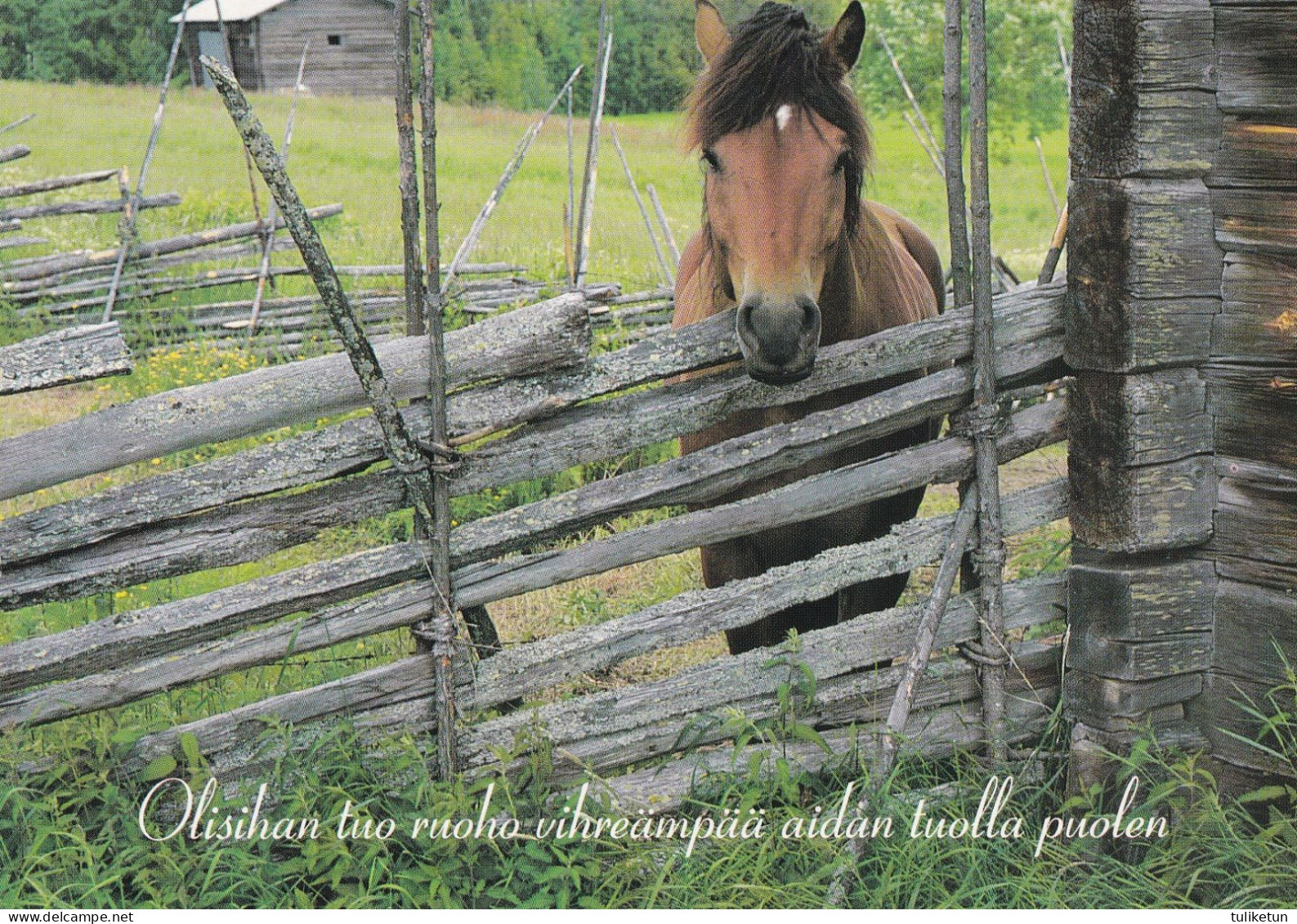 Horse - Cheval - Paard - Pferd - Cavallo - Cavalo - Caballo - Häst - Nova - Finland - Chevaux