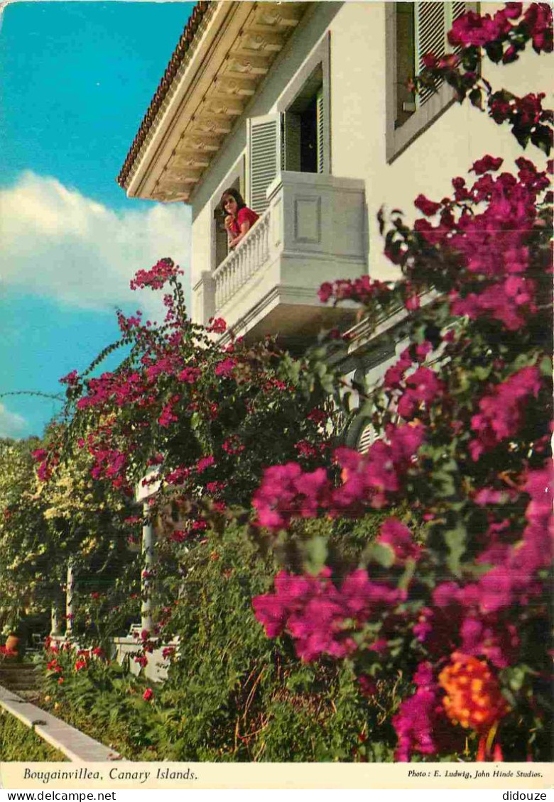 Espagne - Espana - Islas Canarias - Bougainvillea - Fleurs - CPM - Voir Scans Recto-Verso - Andere & Zonder Classificatie