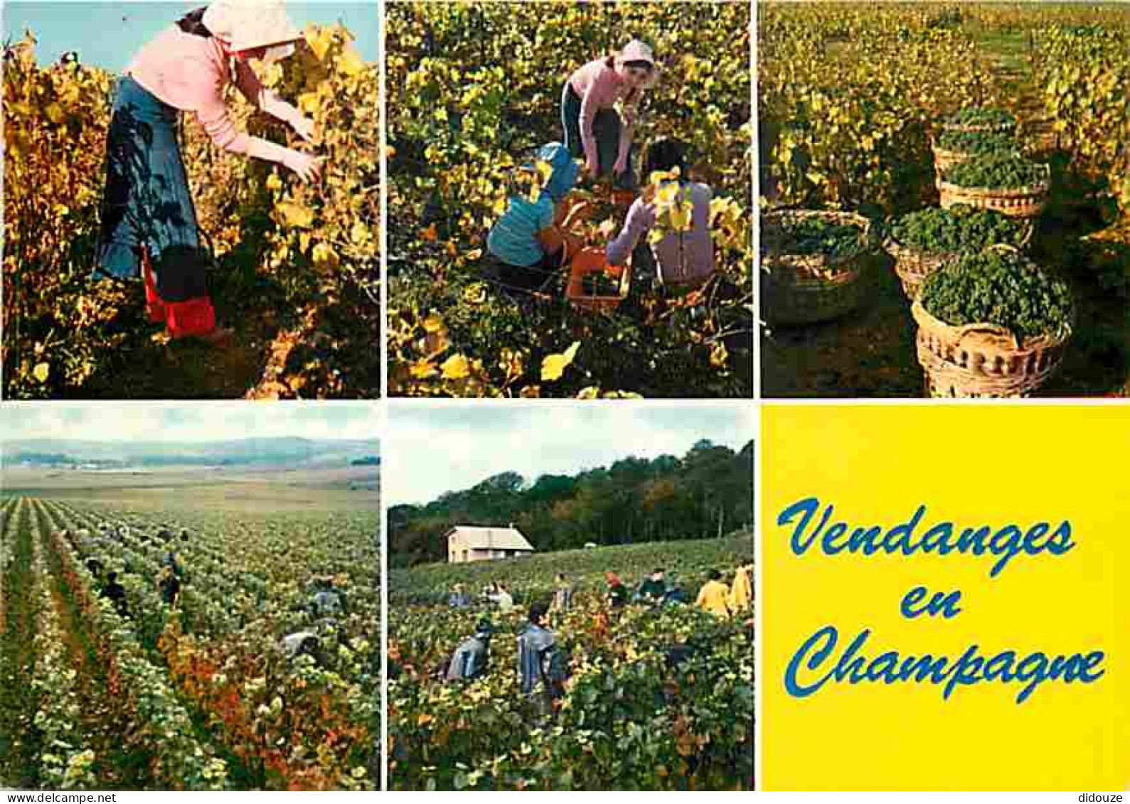 Vignes - Vendanges En Champagne - Multivues - Vendanges - Raisins - Vin - CPM - Voir Scans Recto-Verso - Vigne