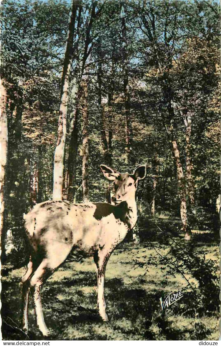 Animaux - Cervidés - Sologne - Biche - Carte Dentelée - CPSM Format CPA - Etat Pli Visible - Voir Scans Recto-Verso - Autres & Non Classés