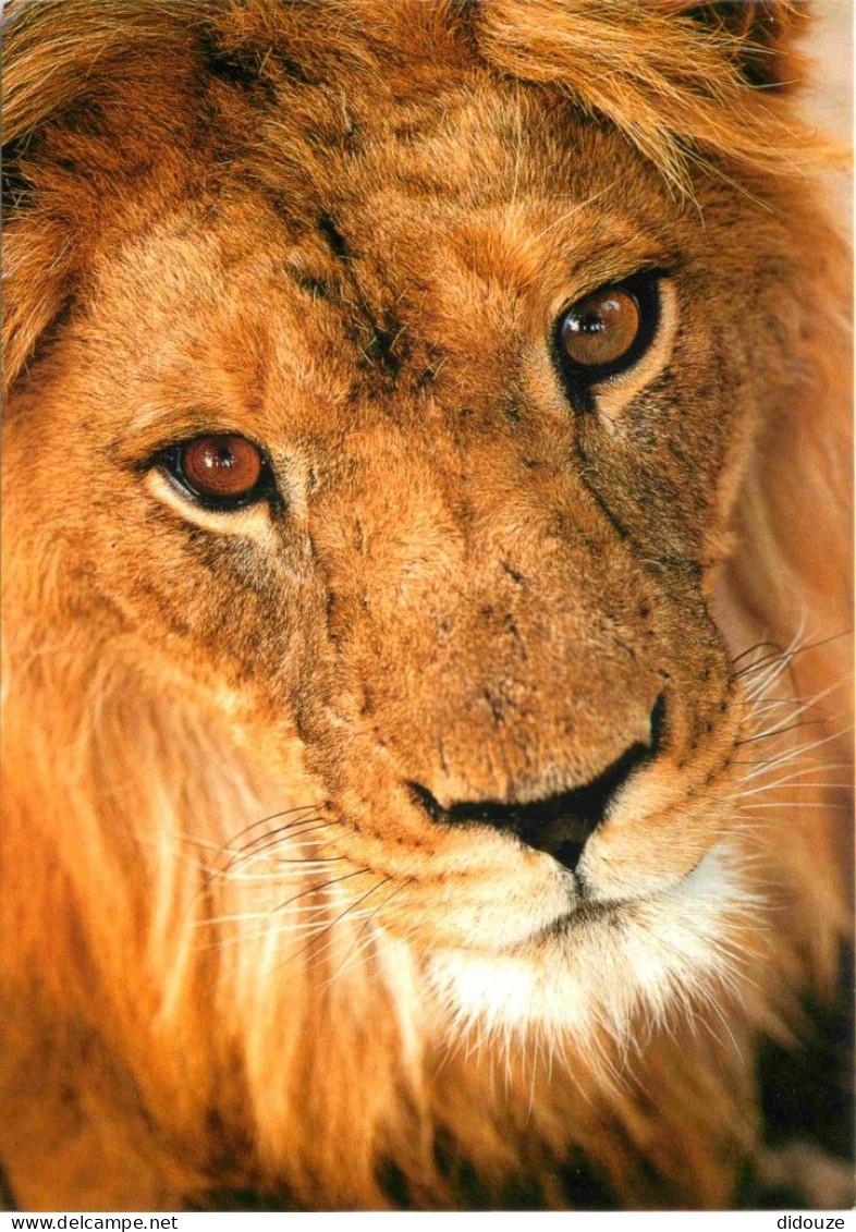 Animaux - Fauves - Lion - Zoo De La Flèche - CPM - Carte Neuve - Voir Scans Recto-Verso - Leeuwen