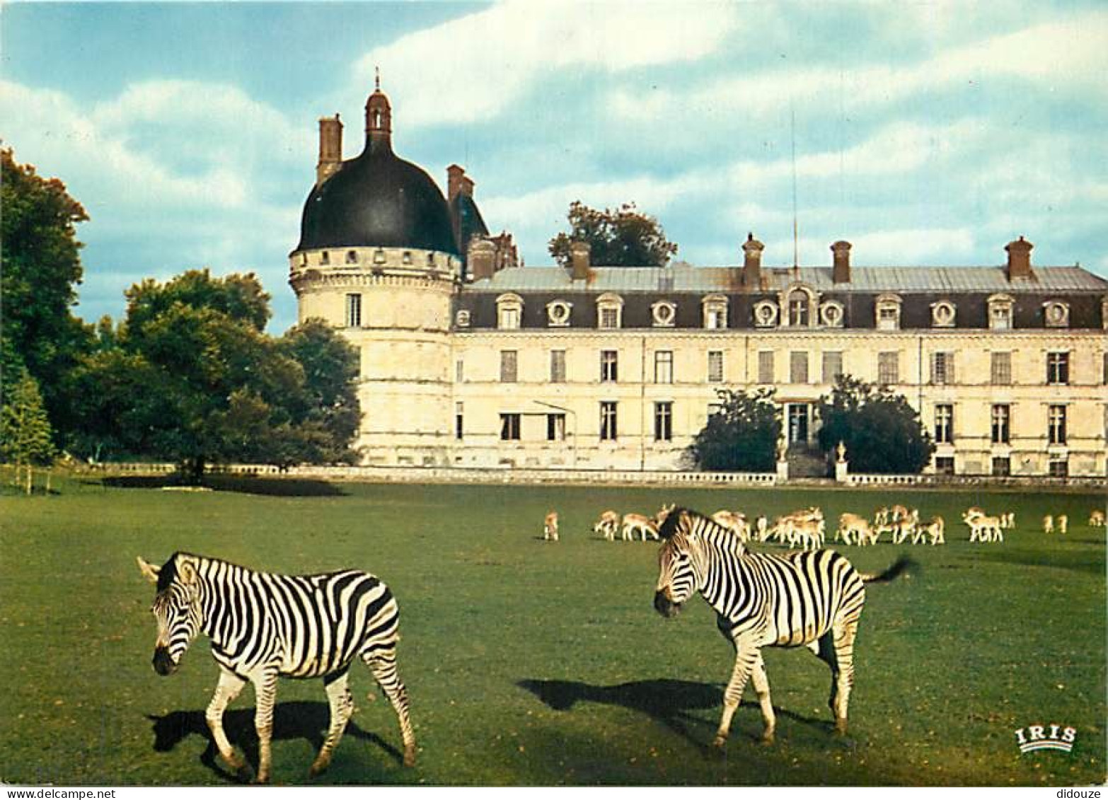 Animaux - Zèbres - Parc Zoologique Du Château De Valençay - Zoo - Daims - CPM - Carte Neuve - Voir Scans Recto-Verso - Zebras