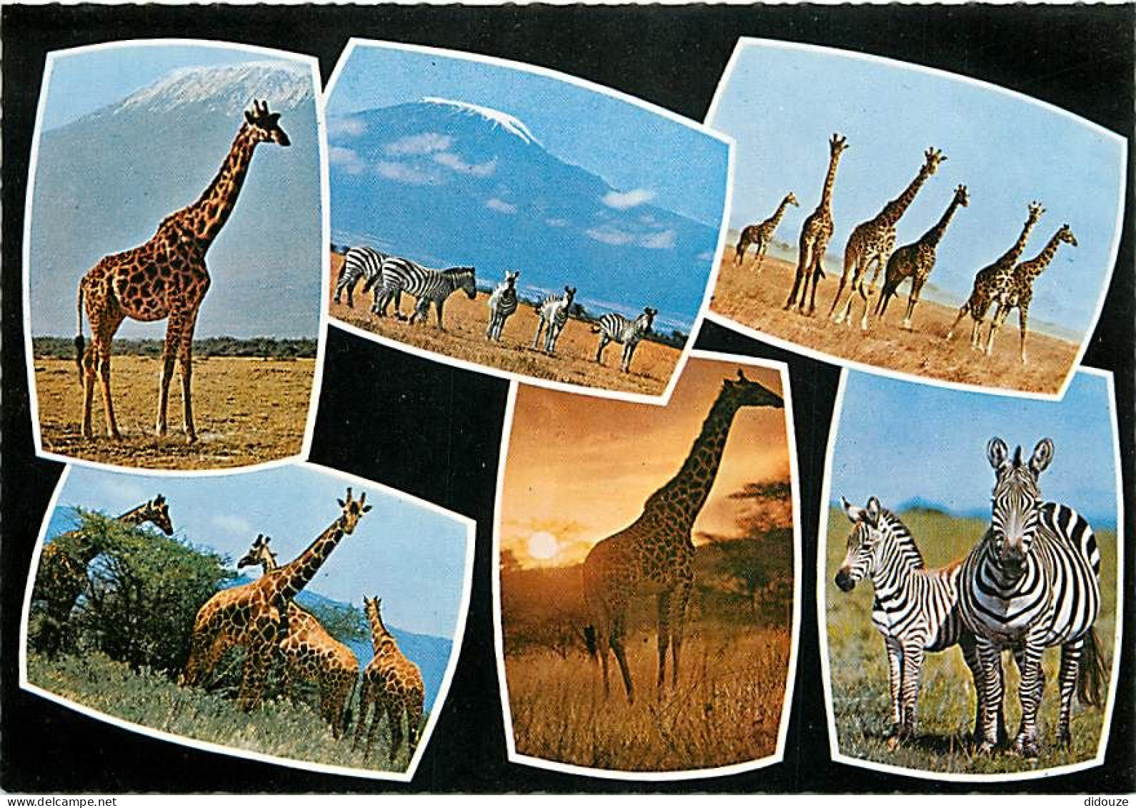 Animaux - Girafes - Zèbres - Multivues - Edition East Africa - Carte Neuve - CPM - Voir Scans Recto-Verso - Giraffen