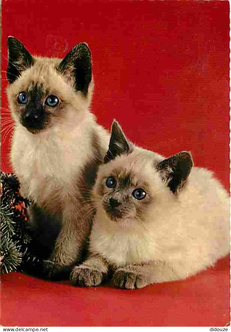 Animaux - Chats - Chatons - CPM - Voir Scans Recto-Verso - Chats