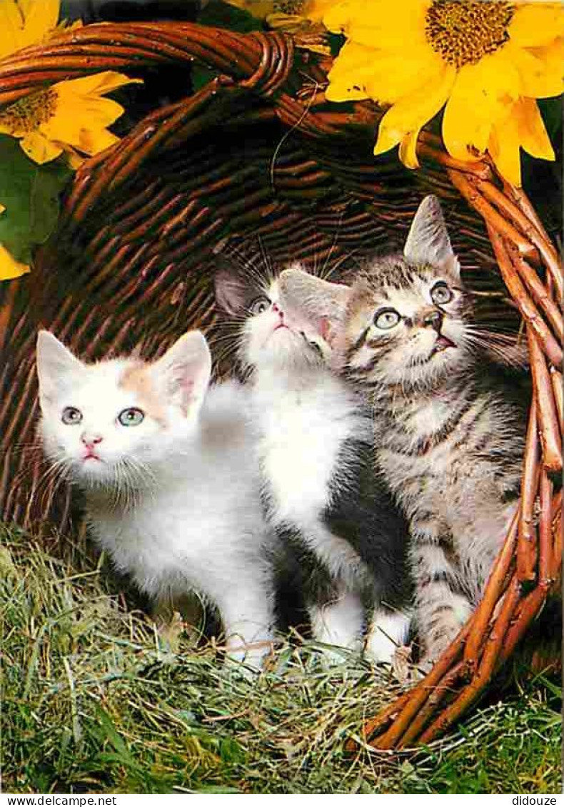 Animaux - Chats - Chatons - Carte Neuve - CPM - Voir Scans Recto-Verso - Gatti