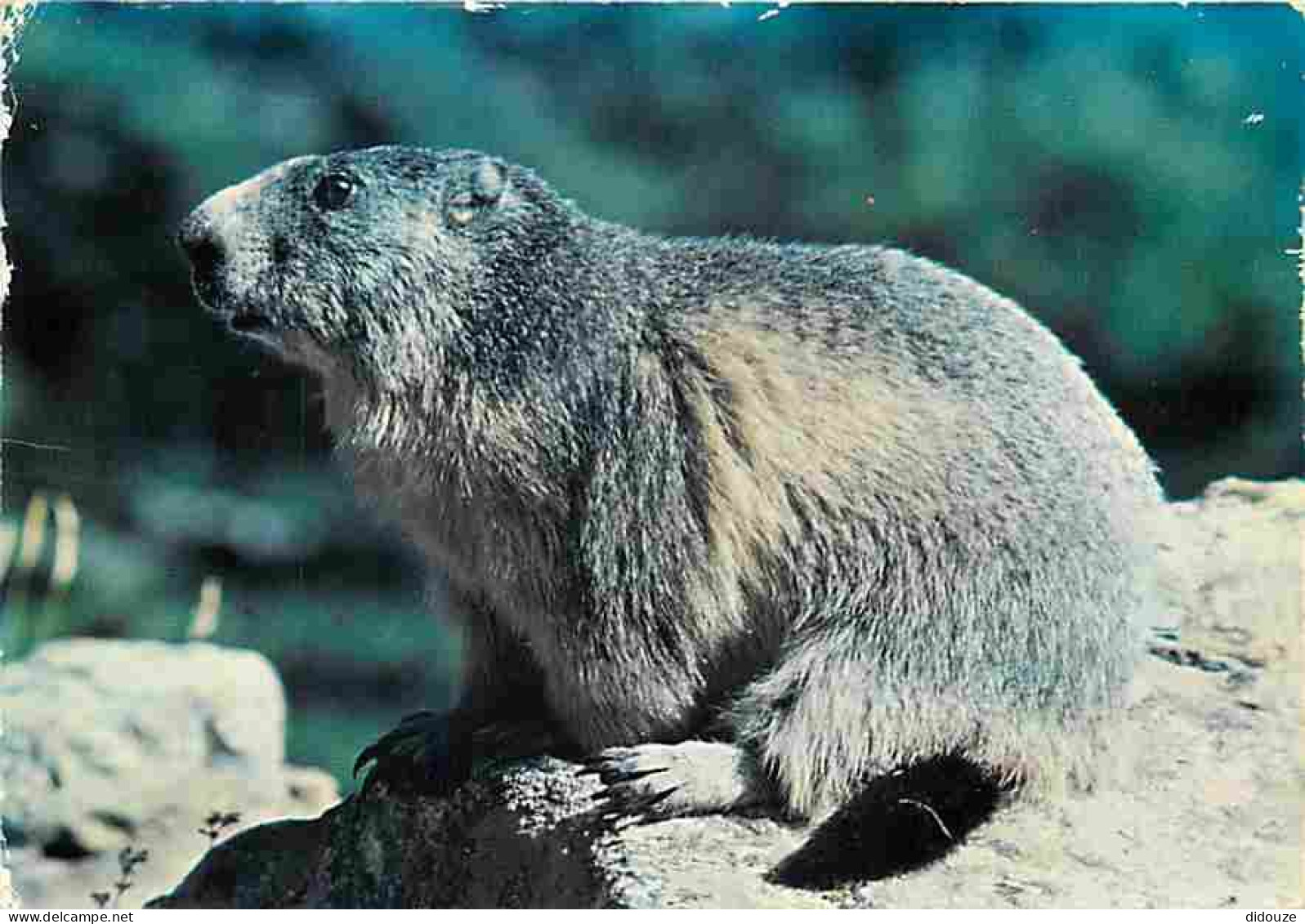 Animaux - Marmottes - CPM - Voir Scans Recto-Verso - Otros & Sin Clasificación