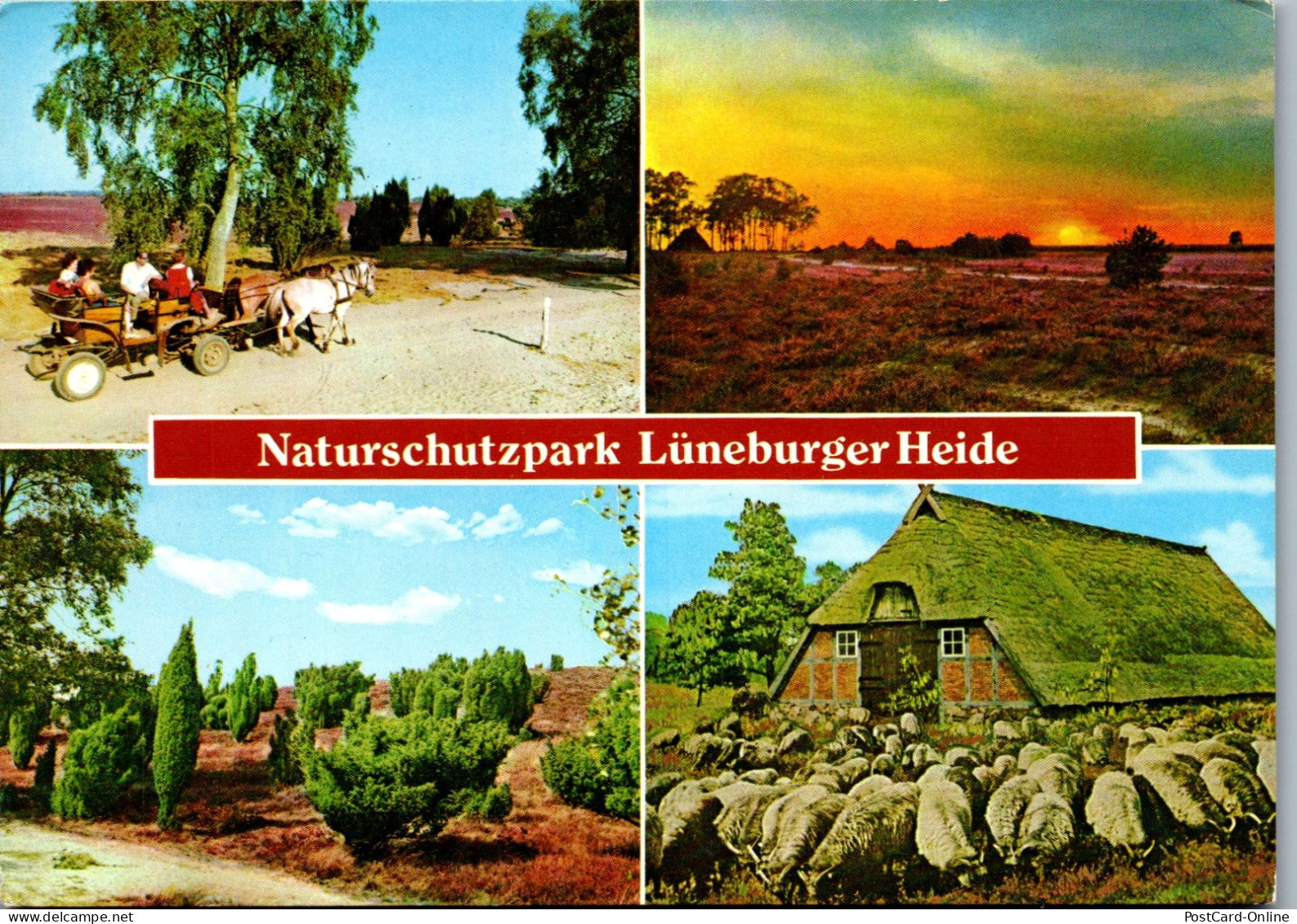 51731 - Deutschland - Lüneburger Heide , Naturschutzpark , Mehrbildkarte - Gelaufen 1983 - Lüneburger Heide