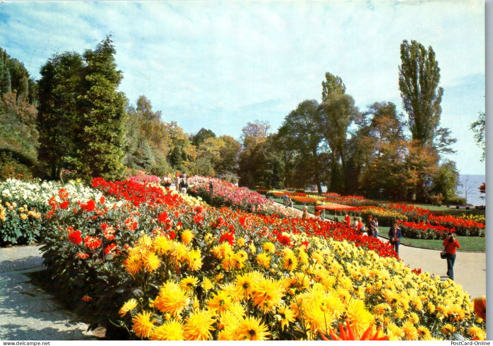 51557 - Deutschland - Insel Mainau , Im Bodensee , Dahlien Im Südgarten - Gelaufen 1980 - Konstanz