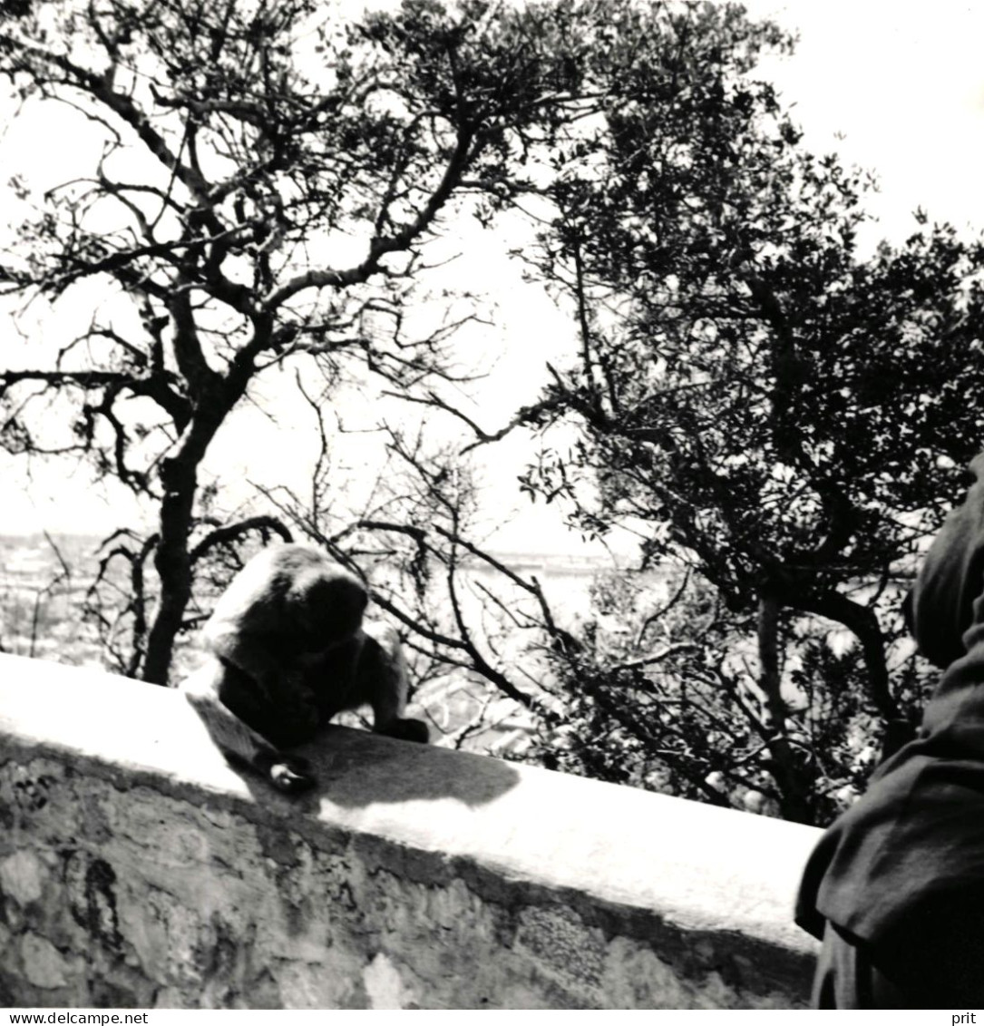 Barbary Macaque Scratches Its Crotch Gibraltar Mediterranean 1950-60s Small Vintage Photo 9 X 9 Cm - Europe