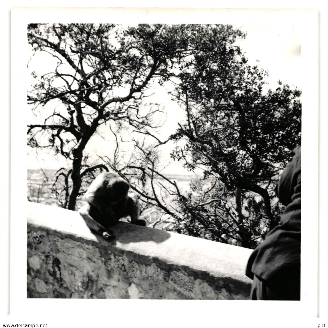 Barbary Macaque Scratches Its Crotch Gibraltar Mediterranean 1950-60s Small Vintage Photo 9 X 9 Cm - Europa