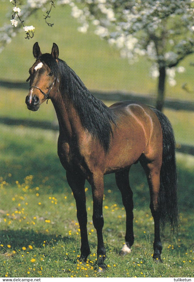 Horse - Cheval - Paard - Pferd - Cavallo - Cavalo - Caballo - Häst - Papron - Pferde