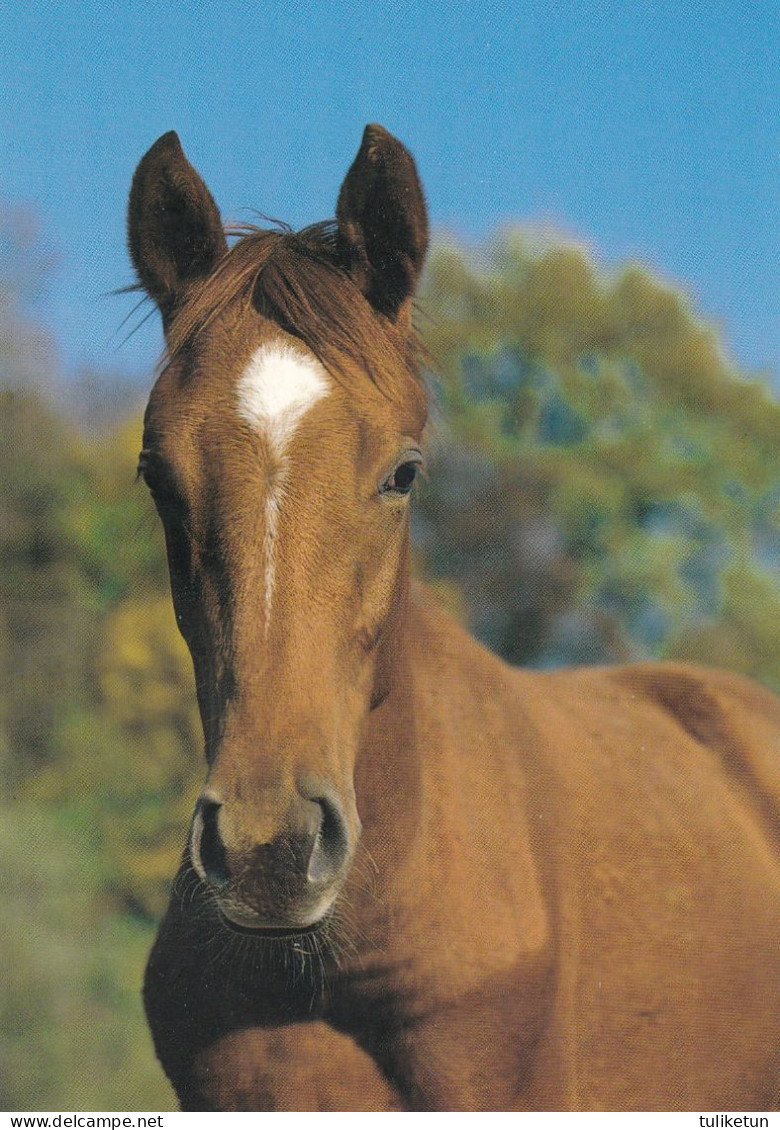 Horse - Cheval - Paard - Pferd - Cavallo - Cavalo - Caballo - Häst - Papron - Horses