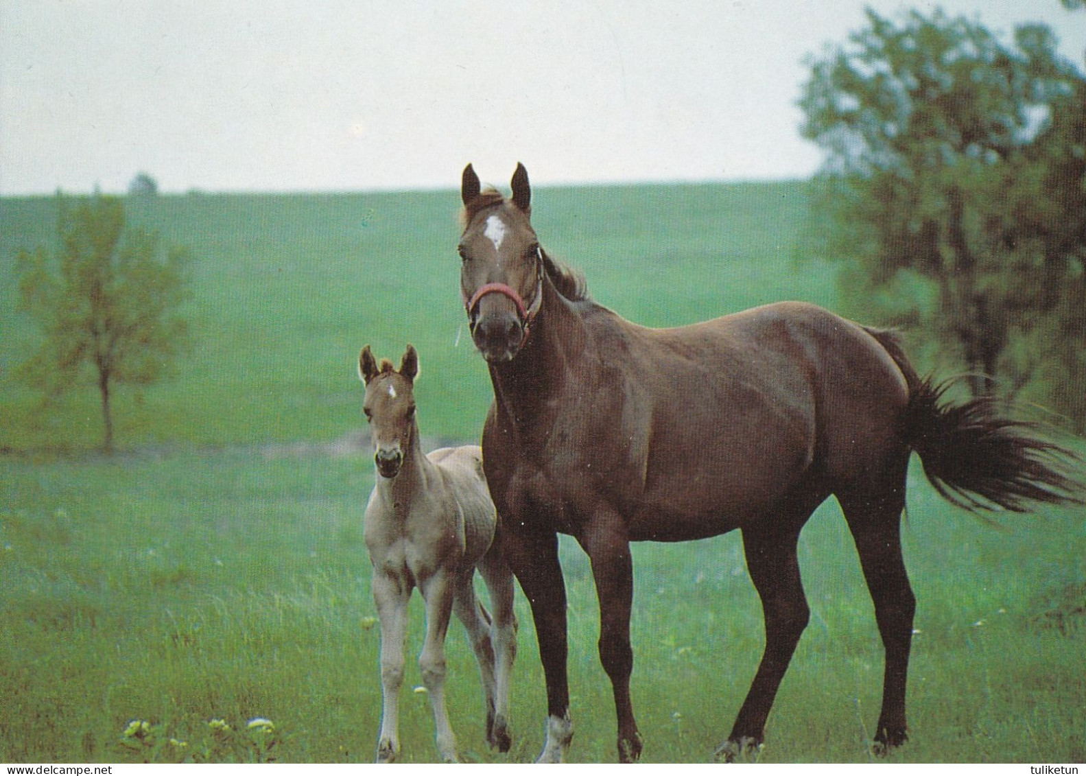 Horse - Cheval - Paard - Pferd - Cavallo - Cavalo - Caballo - Häst - Papron - Horses