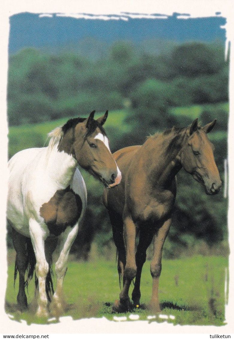 Horse - Cheval - Paard - Pferd - Cavallo - Cavalo - Caballo - Häst - Papron - Pferde