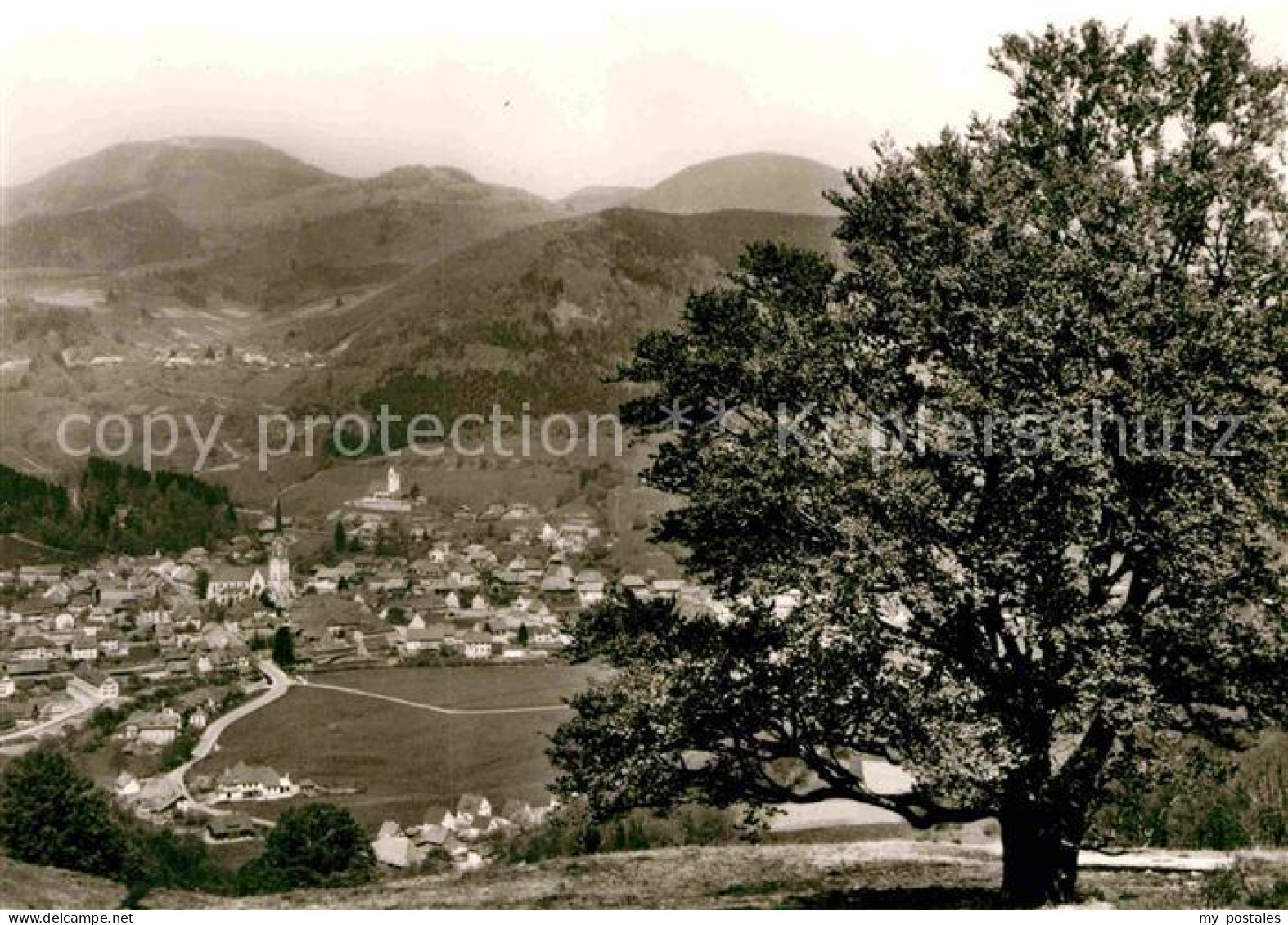 72881376 Schoenau Schwarzwald Panorama Luftkurort Alter Baum Schoenau Im Schwarz - Altri & Non Classificati