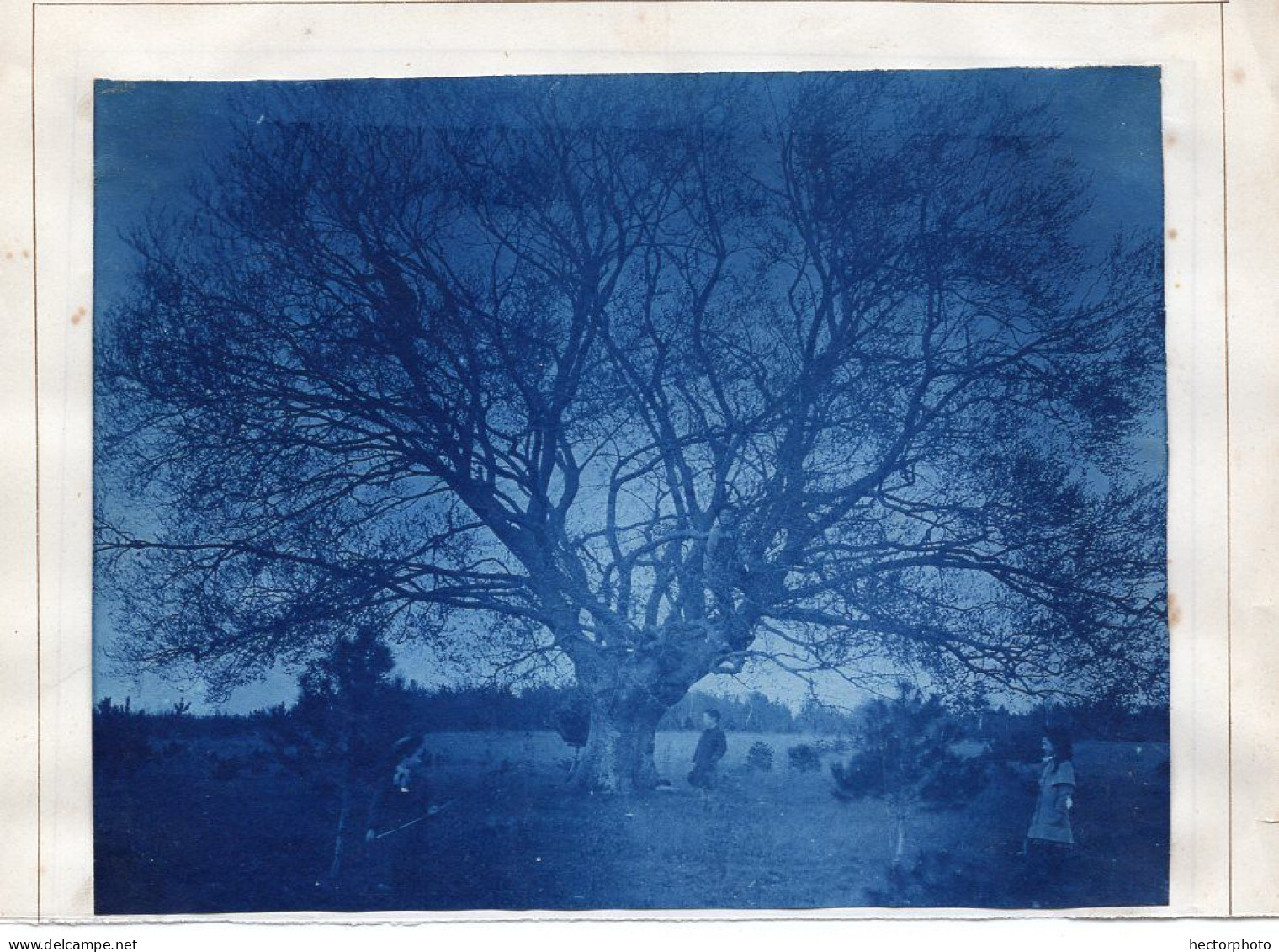 Snapshot Cyanotype Rare Superbe Arbre Enfant Paysage XIX 1900 - Personnes Anonymes