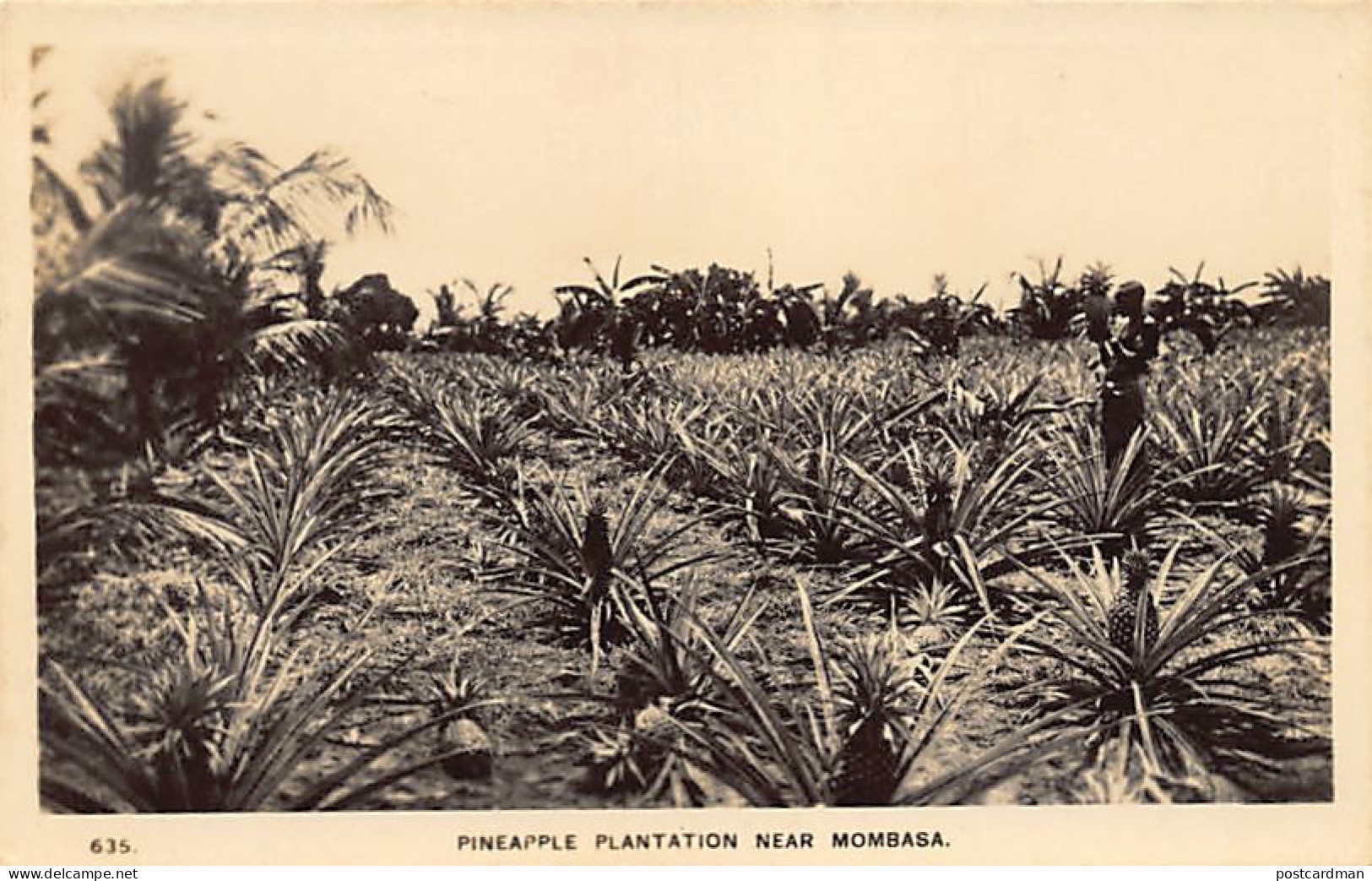 Kenya - Pineapple Plantation Near Mombasa - Publ. C. D. Patel & Sons 635 - Kenia