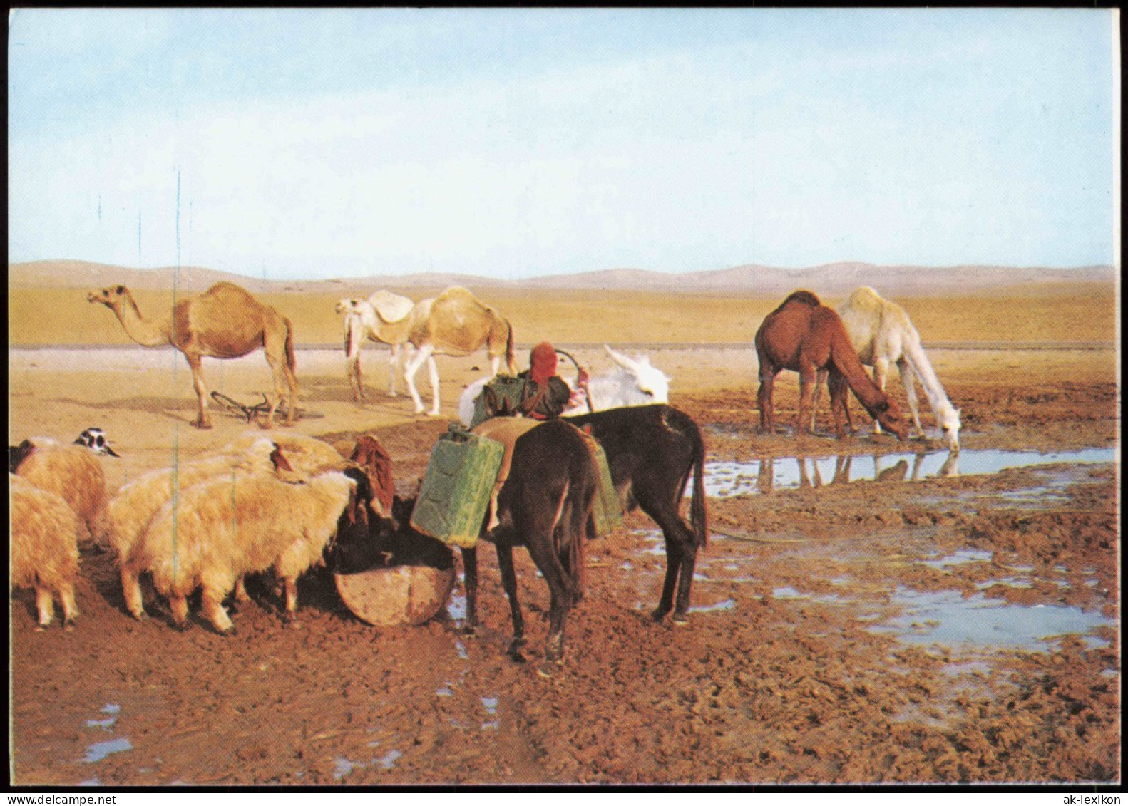Postcard .Israel JUDEAN DESERT NEAR THE WELL IN THE DESERT 1980 - Israel