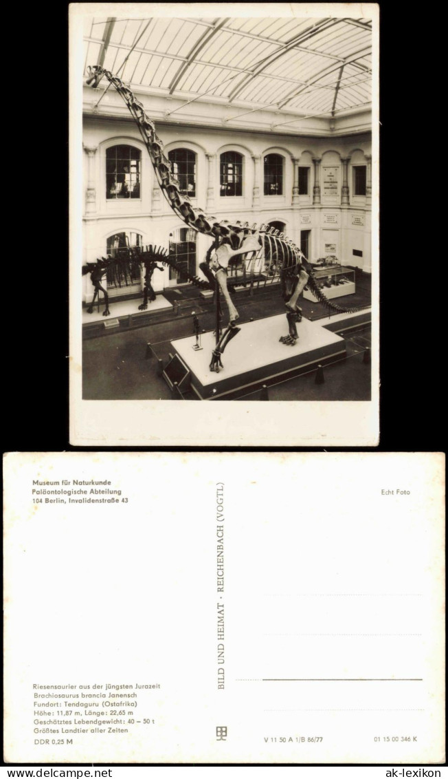 Mitte-Berlin Museum Für Naturkunde - Paläontologisch  Riesensaurierskelett 1977 - Mitte