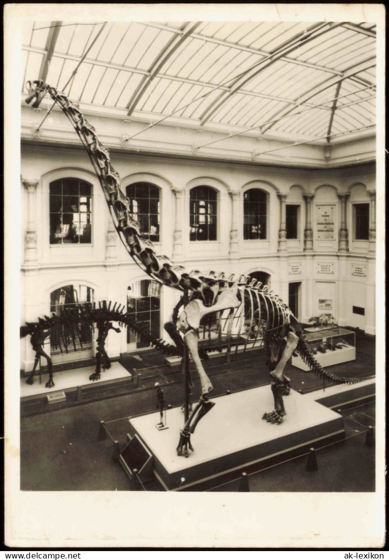Mitte-Berlin Museum Für Naturkunde - Paläontologisch  Riesensaurierskelett 1977 - Mitte