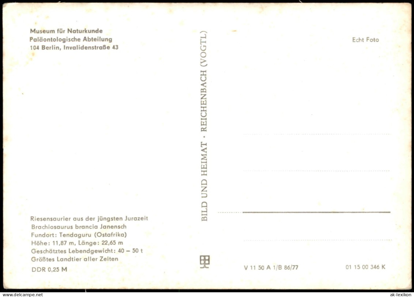 Mitte-Berlin Museum Für Naturkunde - Paläontologisch  Riesensaurierskelett 1977 - Mitte