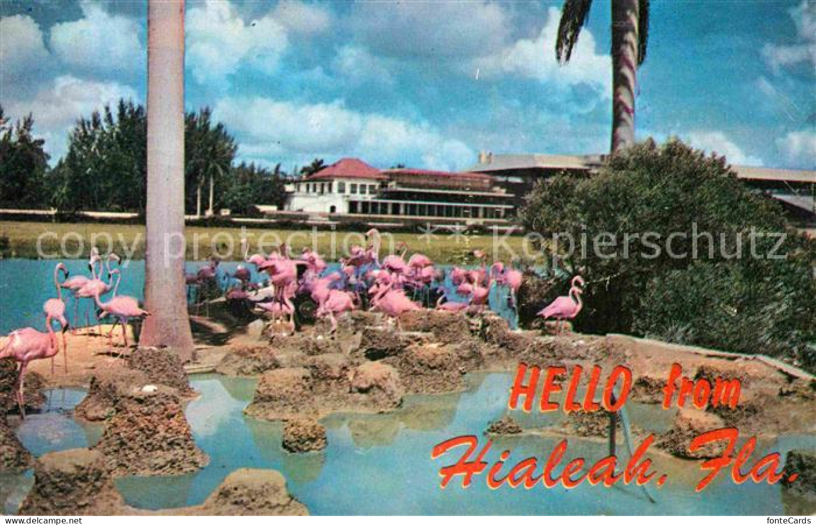 72781282 Hialeah Flamingos - Altri & Non Classificati