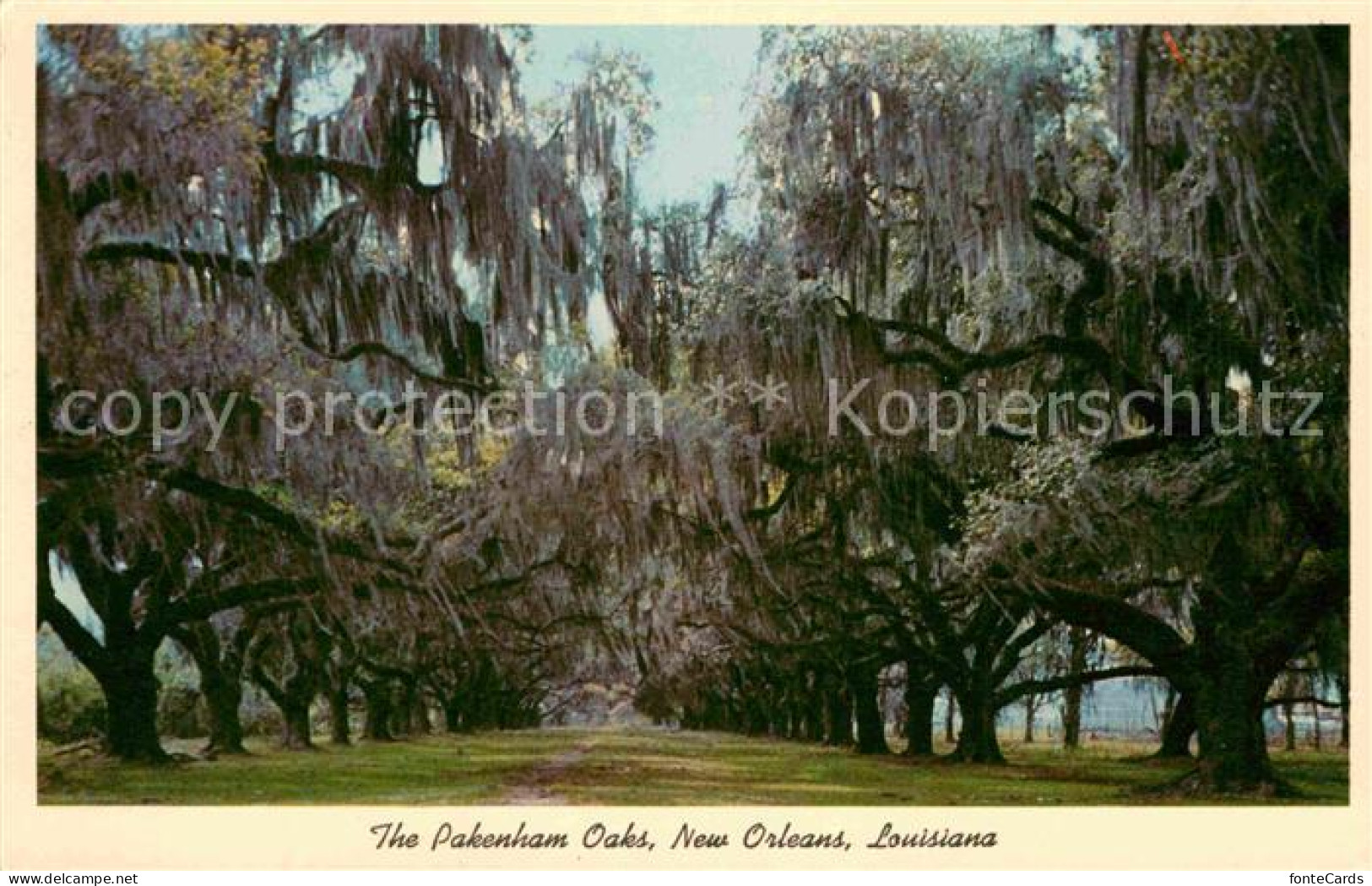 72780080 New_Orleans_Louisiana Pakeham Oaks - Autres & Non Classés