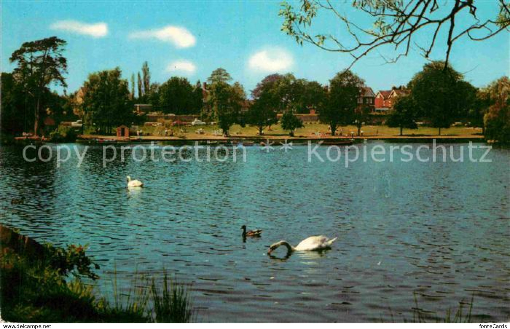 72766902 Petersfield Lake Schwaene  - Altri & Non Classificati