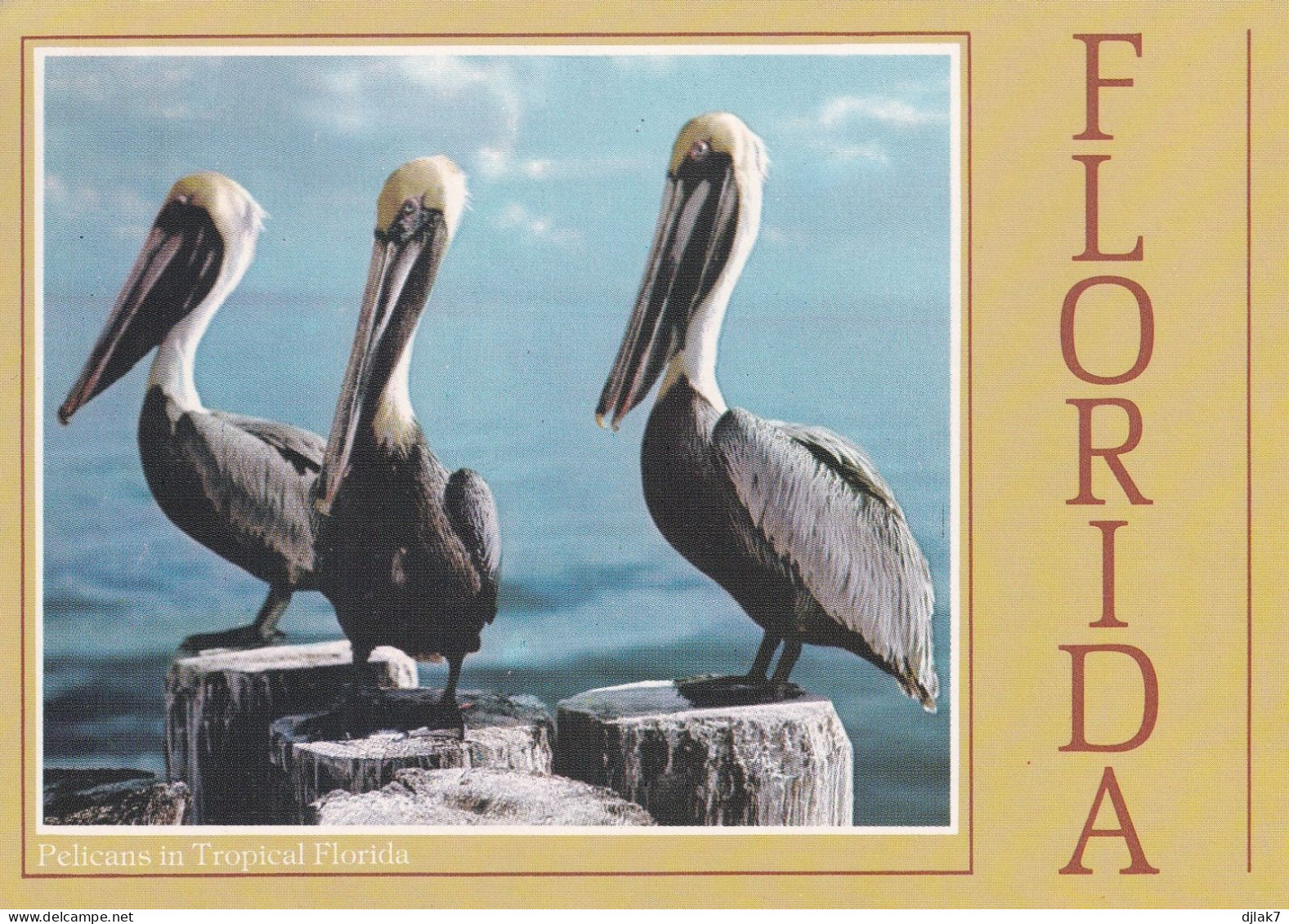 Pélicans De Floride - Birds