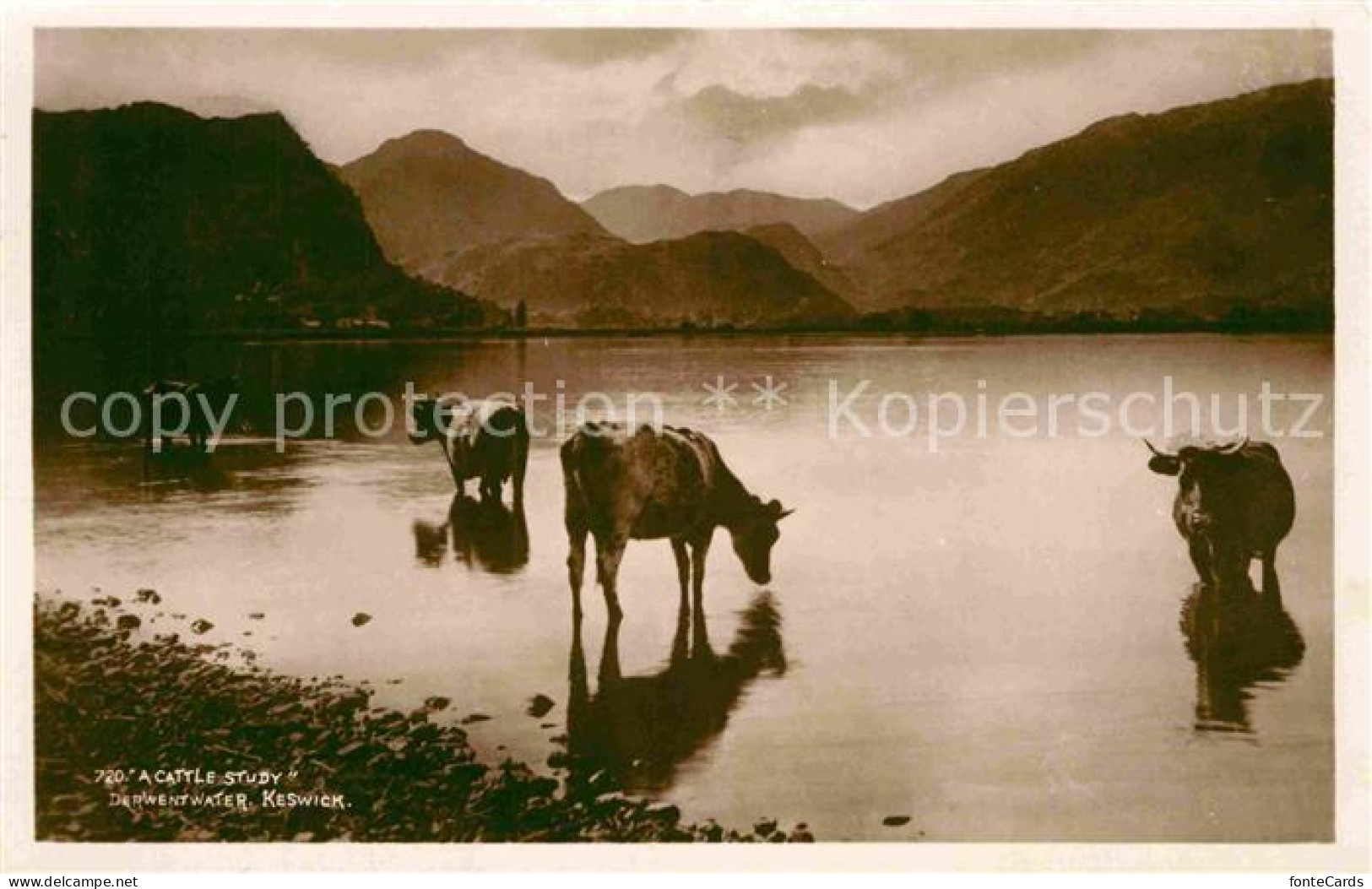 72763571 Keswick Kuehe Am Wasser Keswick - Autres & Non Classés