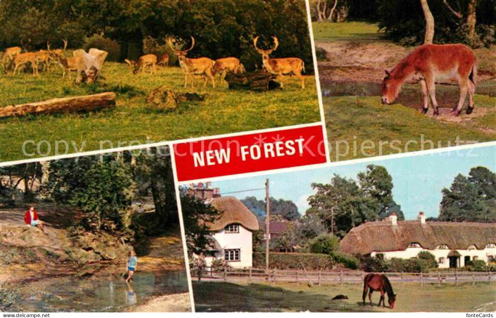 72763409 New Forest Damwild Pony Partie Am Fluss  - Sonstige & Ohne Zuordnung