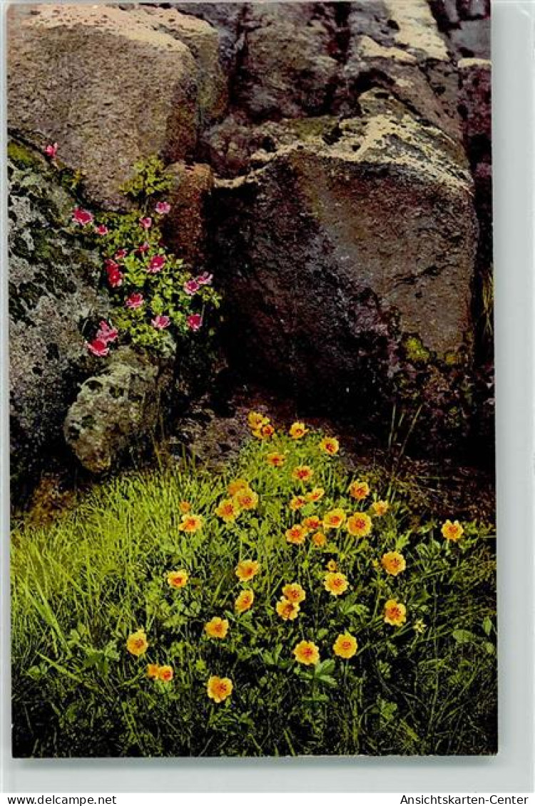 39177908 - Photochromie Serie 511 Nr. 818 Aus Ruebezahls Garten Fingerkraut Blumen AK - Altri & Non Classificati