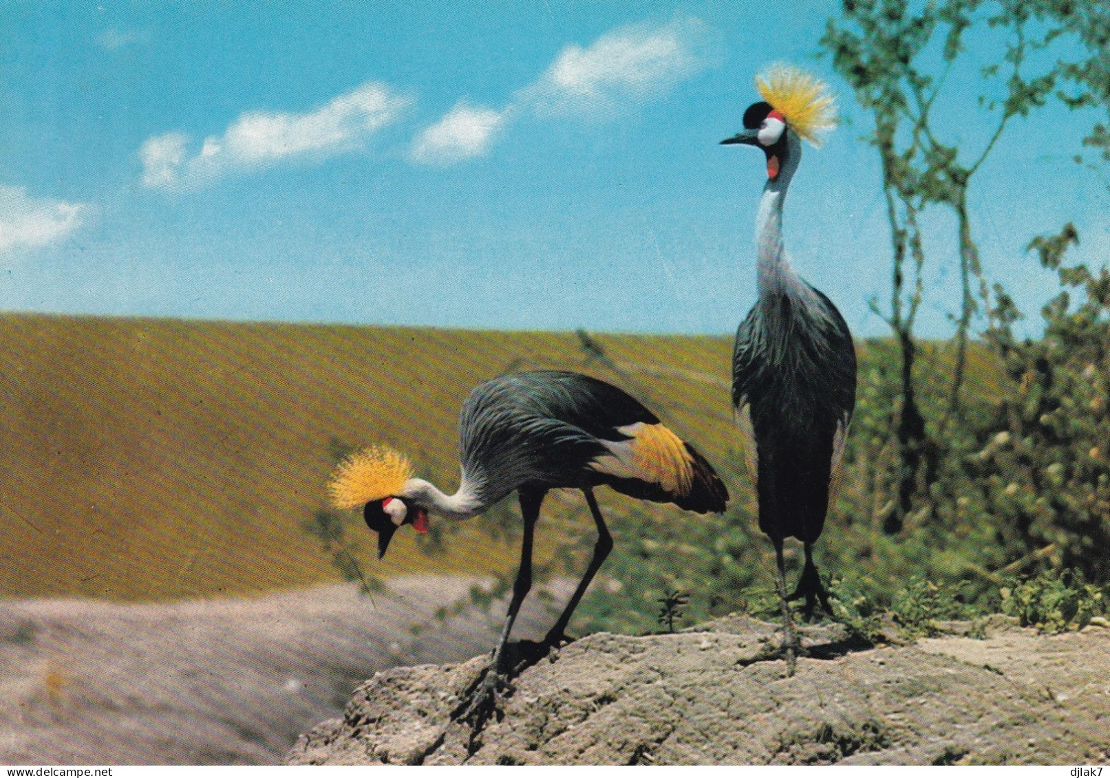 Grue Royale Dans La Réserve Nationale Du Masai Mara - Autres & Non Classés