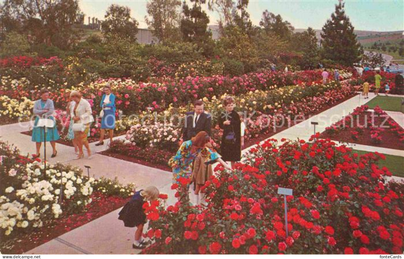 72754154 Whittier_California Pageant Of Roses Garden - Altri & Non Classificati