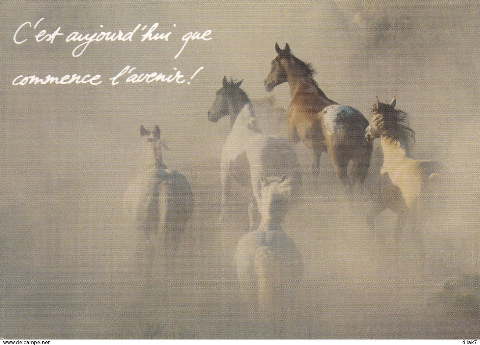 Chevaux - Horses