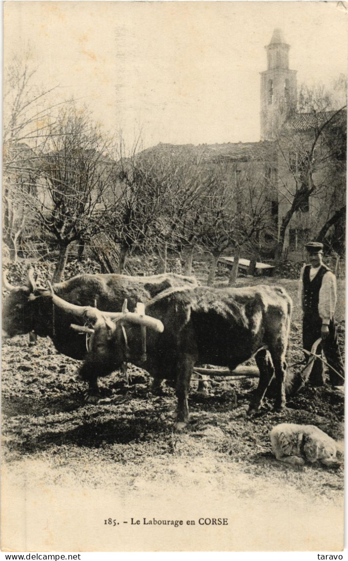 CORSE - VEZZANI - LE LABOURAGE - Un Araire Attelé à Deux Boeufs - Other & Unclassified