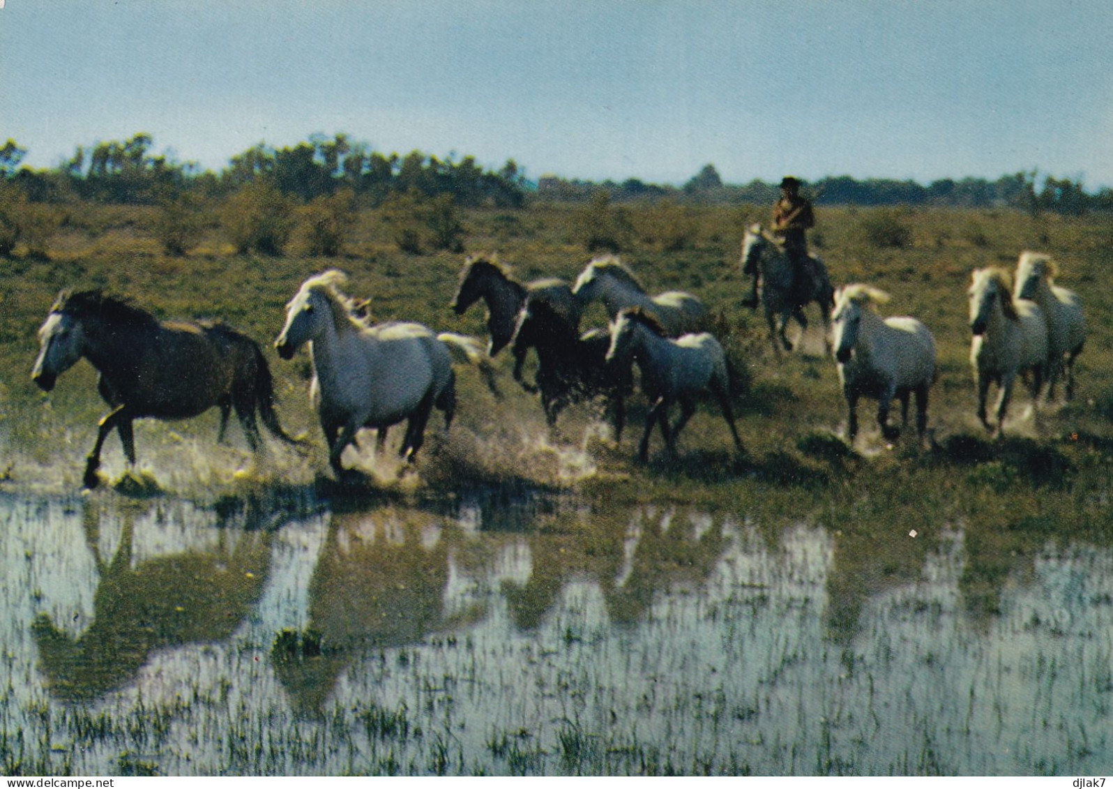 La Camargue Manade De Chevaux - Chevaux