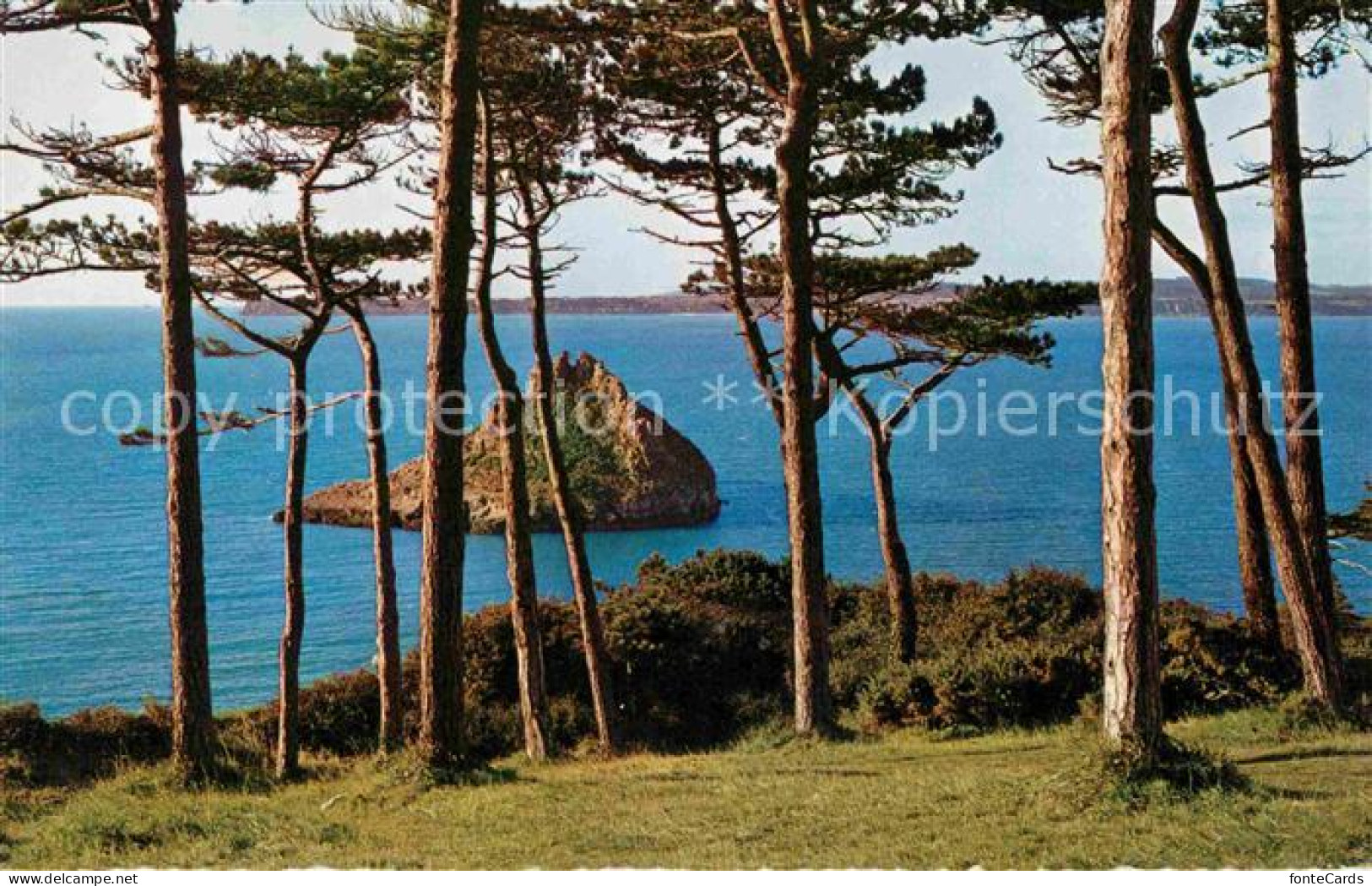 72748920 Torquay UK Thatcher Rock Pinienwald Torquay UK - Other & Unclassified