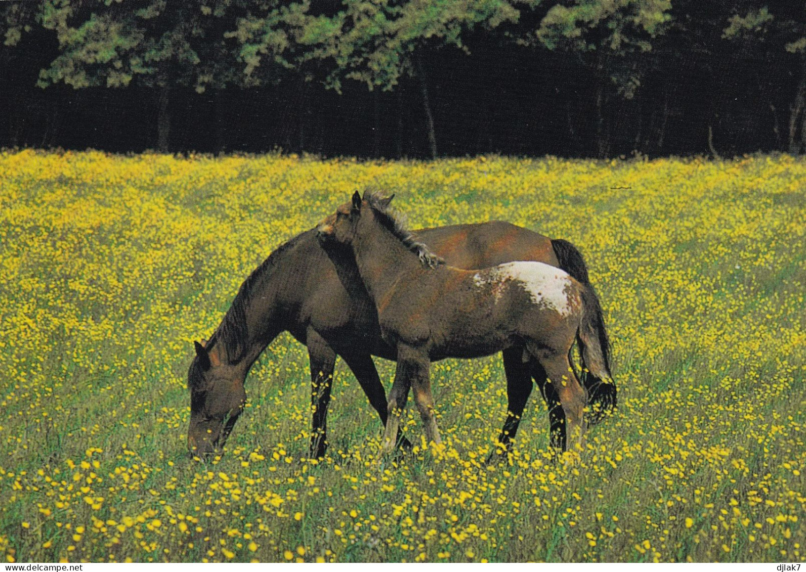 Poneys Des Quatre Saisons Villeneuve Sur Yonne - Horses