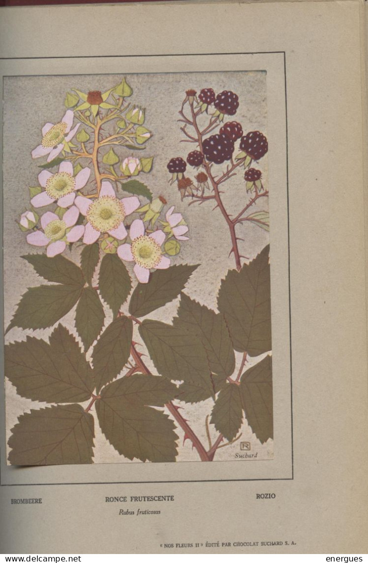 Mos Fleurs, 2 Tomes, Robert ,planches Aquarellées, Spinner, Texte,niestle, Dessins.édité Par Chocolat Suchard, 1934 - Nature