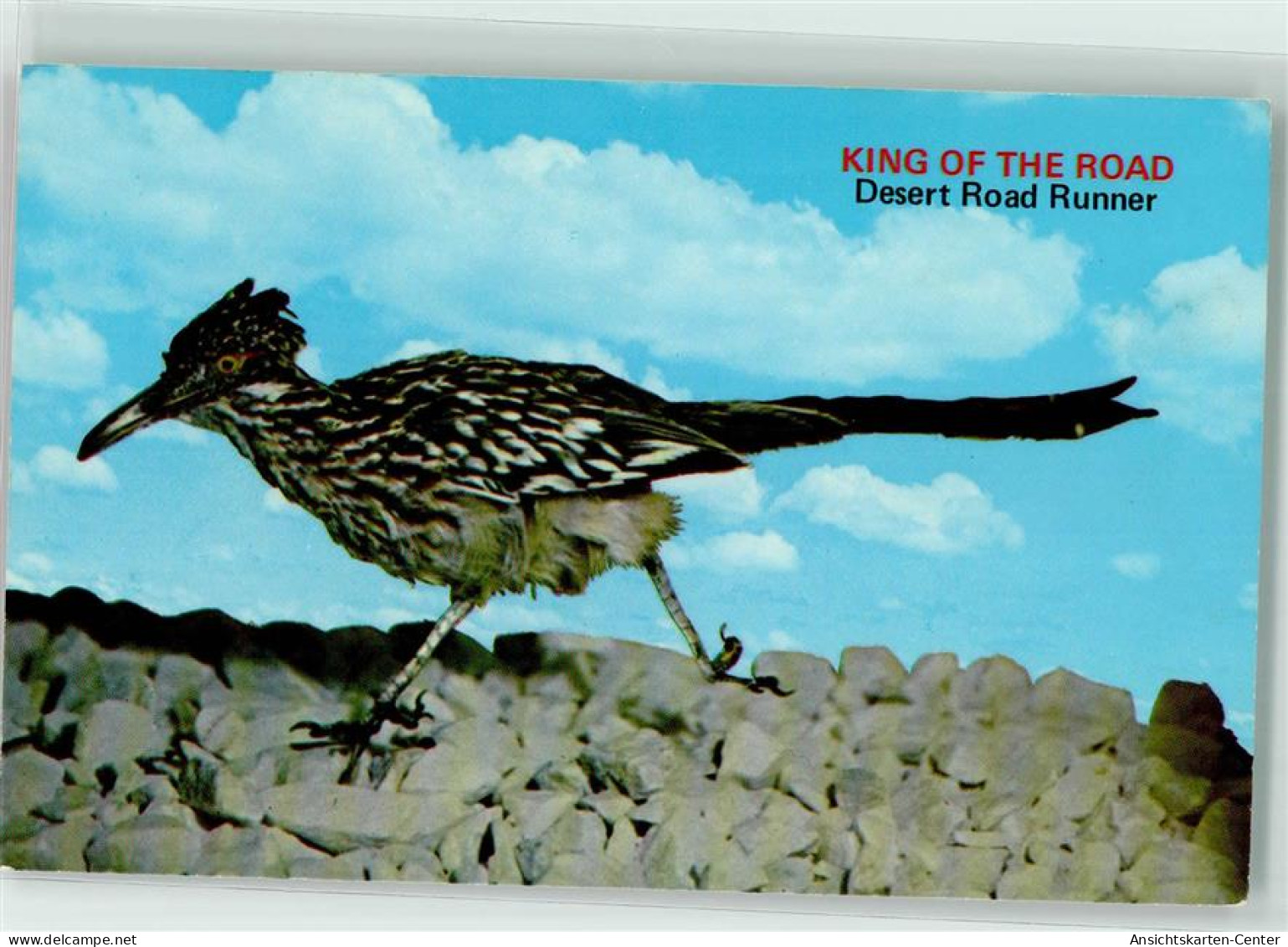 39186208 - Desert Road Runner AK - Oiseaux