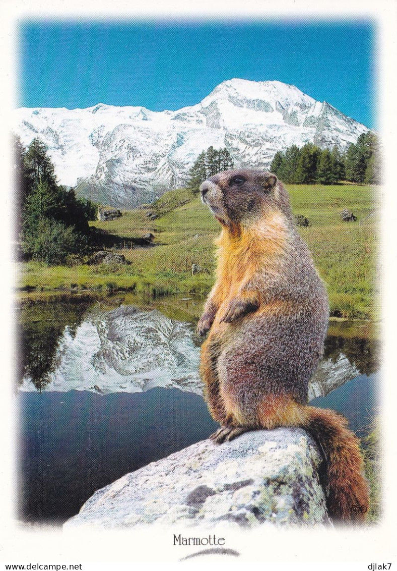 La Marmotte - Otros & Sin Clasificación