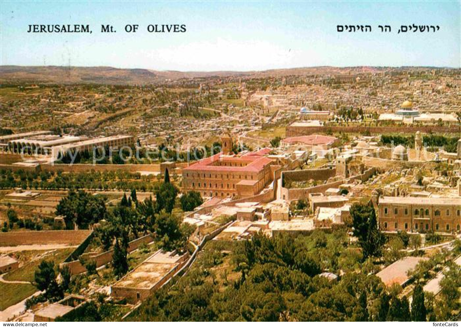 72715727 Jerusalem Yerushalayim Olivenberg Israel - Israel