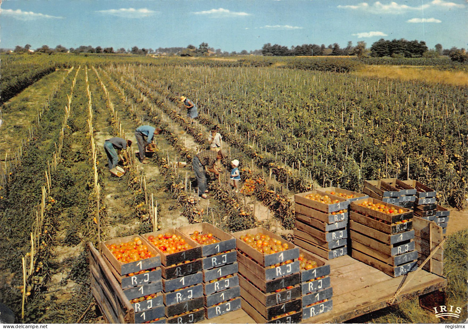 47-SCENE DU LOT ET GARONNE-CUEILLETTE DES TOMATES-N°T557-D/0119 - Autres & Non Classés