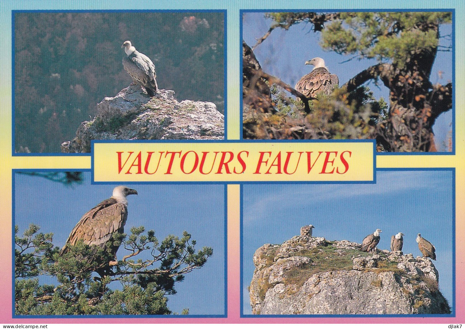 Vautours Fauves - Vögel