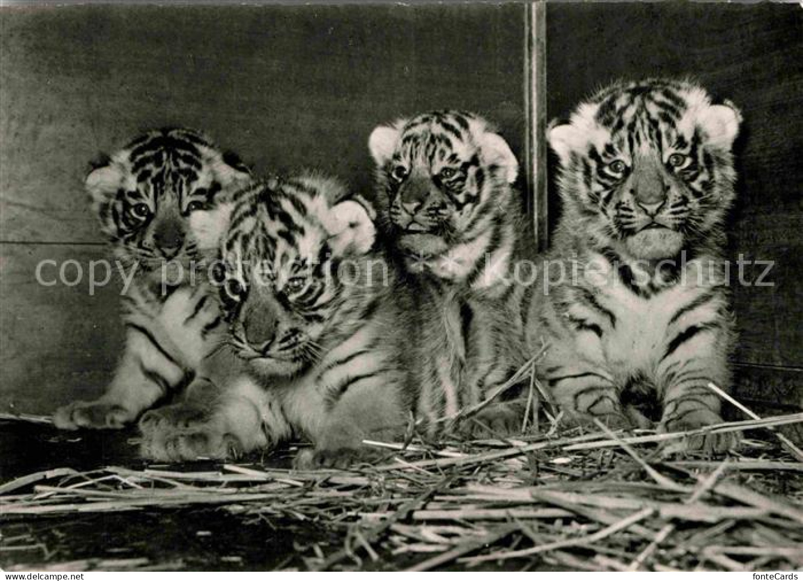 72707395 Tiger Vierlinge Koenigstiger Zoo Basel  - Otros & Sin Clasificación