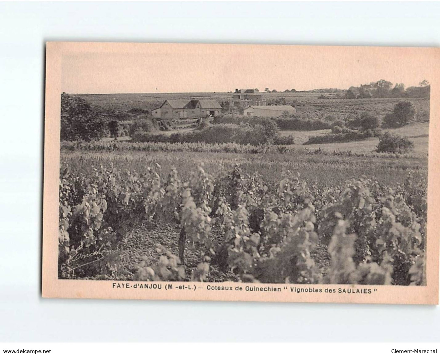 FAYE D'ANJOU : Coteaux De Guinechien, "" Vignobles Des Saulaies"" - Très Bon état - Autres & Non Classés