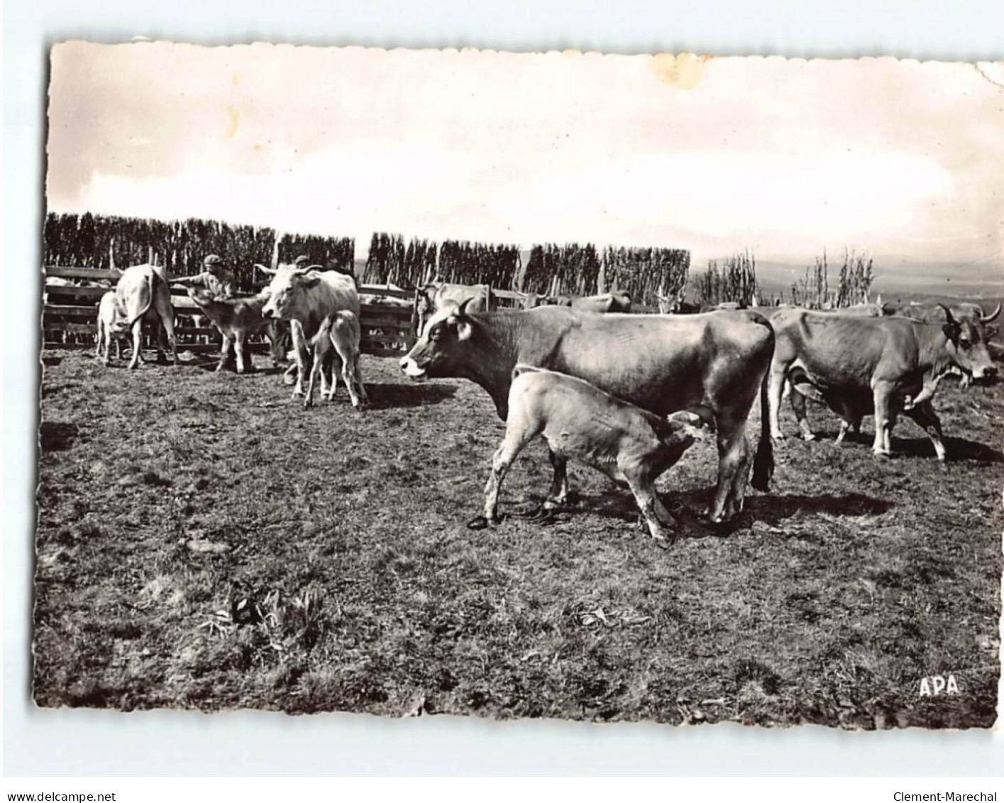 Pâturages Lozériens Sur L'Aubrac - état - Autres & Non Classés